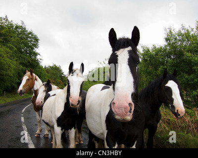 Group of horses standing in road Stock Photo