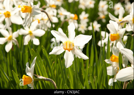 a field of Daffodils in bloom, spring , Wales UK Stock Photo