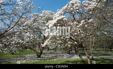 Magnolia trees in blossom in the unseasonably warm dry spring in Bute Park, Cardiff, Wales UK 2012  KATHY DEWITT Stock Photo