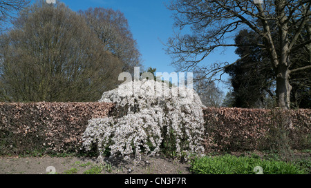 Trees blossoming in a hedge in unseasonably warm dry spring in Bute Park, Cardiff, Wales UK 2012 KATHY DEWITT Stock Photo