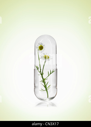 Chamomile plant in pill capsule Stock Photo
