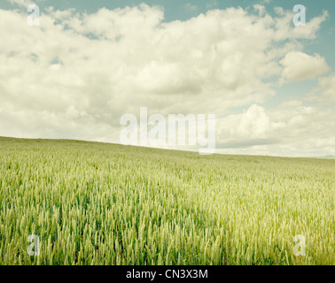 A wheat field on a summer's day Stock Photo