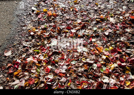 Wet autumn leaves on sidewalk Stock Photo