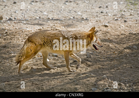 A coyote, Canis latrans, searches the Mojave desert for food in southern California Stock Photo
