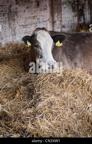 Cow lying down on straw in a cow shed Stock Photo