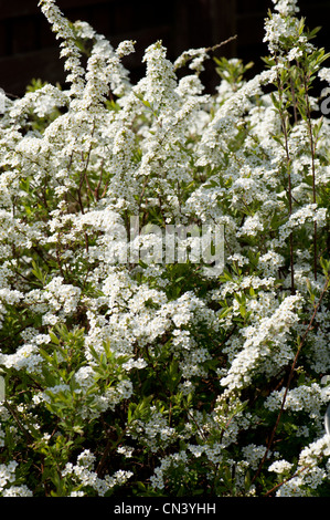 Spiraea 'Arguta', Bridal Wreath, in flower Stock Photo