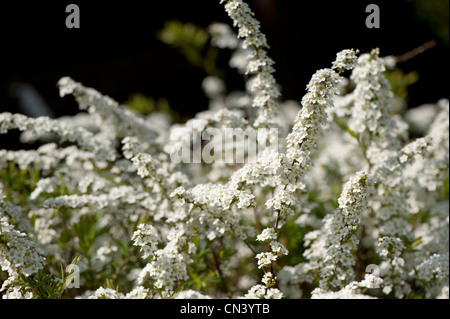 Spiraea 'Arguta', Bridal Wreath, in flower Stock Photo