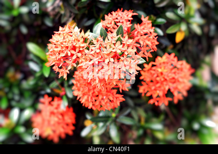 red ixora coccinea in garden Stock Photo