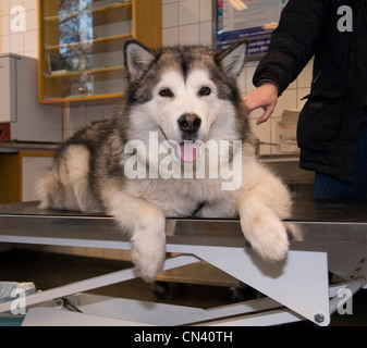 Dog at the vets Stock Photo