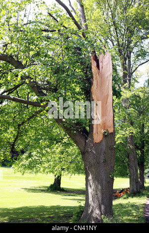 Damaged mature tree after wild storms in Scotland Stock Photo