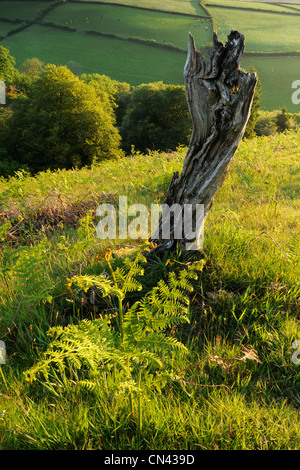 A fern next to a dead tree stump on Winsford Hill, Exmoor, UK. Stock Photo