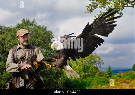 Bald eagle landing on falconers glove Stock Photo