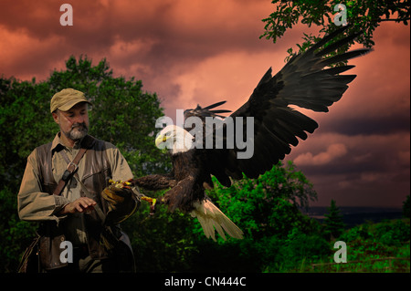 Bald eagle landing on falconers glove,wings spread. Stock Photo