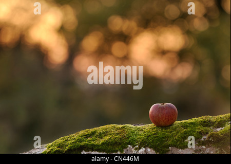 An apple resting on a tree trunk in an orchard on the Somerset Levels, UK. Stock Photo