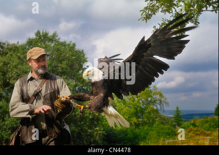 Bald eagle landing on falconers glove Stock Photo