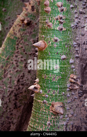 Tree with thorns on the trunk, Mali Stock Photo