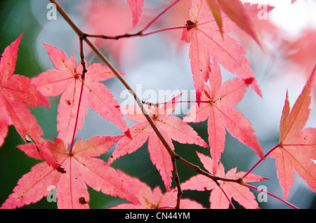 Red leaves of the japanese maple Acer palmatum in autumn, foliage Stock Photo