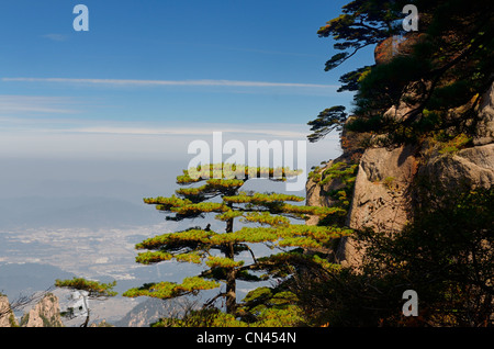 Pine trees on Beginning to Believe Peak over Gengchengzhen town at Yellow Mountain Huangshan China Stock Photo