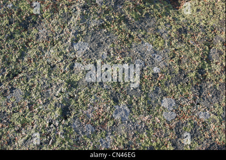 Lichens growing on granite rock, Acadia National Park, Maine. Stock Photo