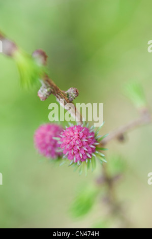 Larix decidua. Larch tree female flower in spring Stock Photo