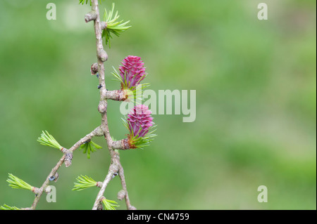 Larix decidua. Larch tree female flower in spring Stock Photo