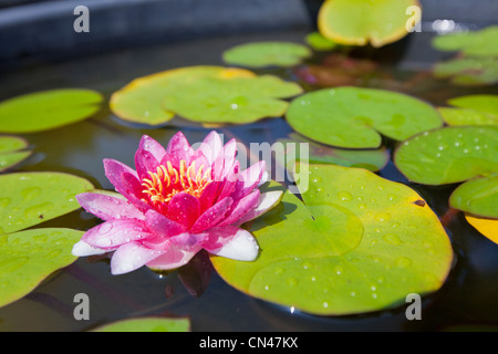 South Korea, North Chungcheong Province, Bisanri, Mita Buddist Temple, Lotus Flower Stock Photo