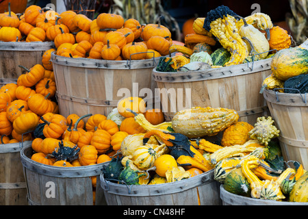 Canada, Quebec Province, Montreal, Atwater Market, the Autumn products, squash and pumpkins sold before Halloween Stock Photo