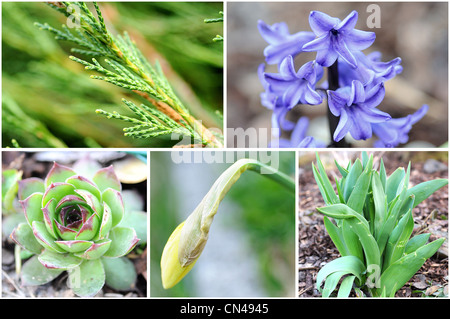 Collage from photos of spring flowers. Stock Photo