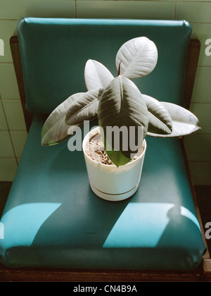 Potted plant on green vinyl chair Stock Photo