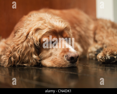 Pet dog lying on floor sleeping Stock Photo