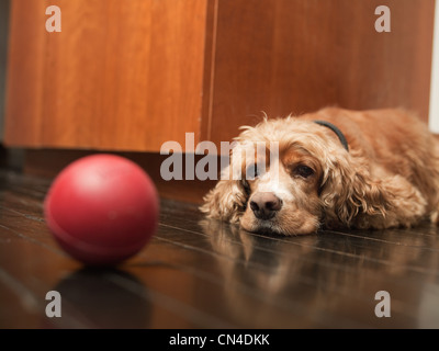 Pet dog lying on floor and looking at red ball Stock Photo