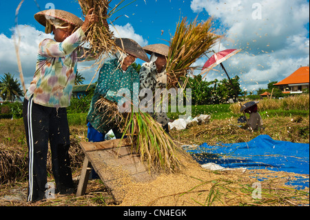 Indonesia, Bali Island, Batubulan village, women working in the ricefield Stock Photo