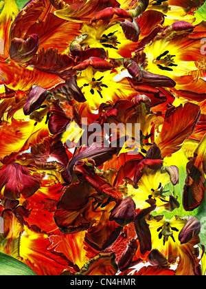 Red and yellow tulips, close up Stock Photo