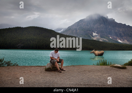 Man and moose in Banff National Park, Alberta, Canada Stock Photo