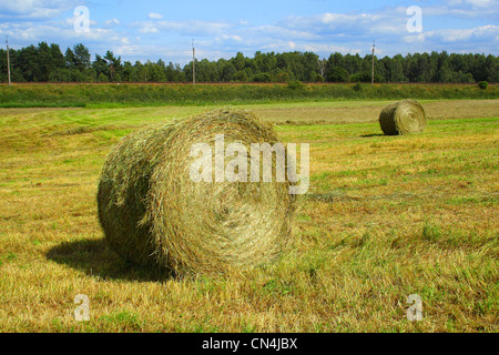 mowed grass on field - hay, rolled up in bales Stock Photo