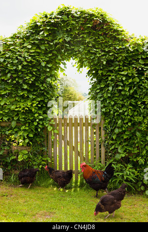Free roaming chickens in garden Stock Photo