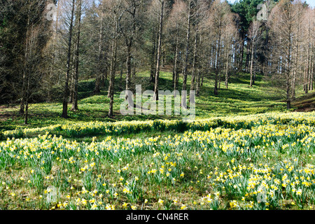 Windsor Great Park,Spring Dwarf Daffodils,Valley Gardens,The Crown Estate, Virginia Water,Berkshire,UK Stock Photo