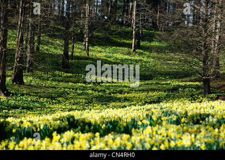 Windsor Great Park,Spring Dwarf Daffodils,Valley Gardens,The Crown Estate, Virginia Water,Berkshire,UK Stock Photo
