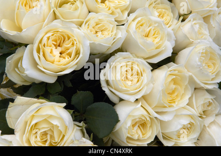 Bunch of yellow roses.Soft yellow flowers with green leaves. bouquet of flowers. Freshly cut roses. Stock Photo