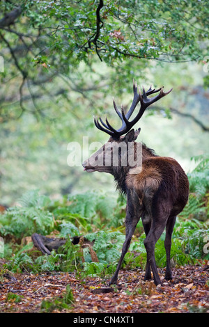 Red Deer stag - Cervus Elaphus - portrait in forest, UK