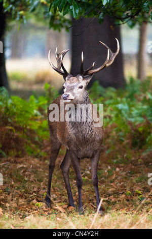 Red Deer in forest in Richmond Park, UK Stock Photo