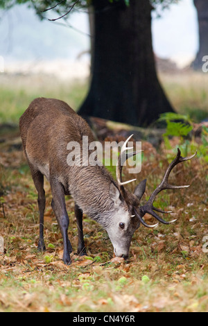 Red Deer stag - Cervus Elaphus, Richmond Park, UK Stock Photo