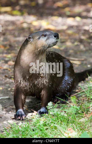 North American River Otter portrait - Lontra canadensis