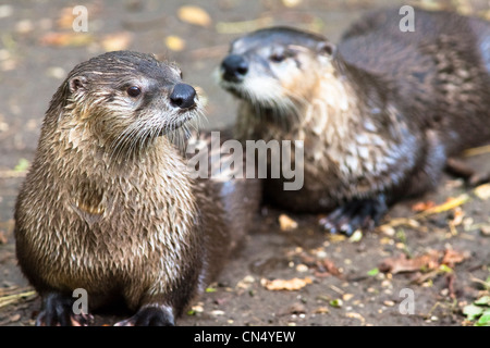 North American River Otter portrait - Lontra canadensis Stock Photo