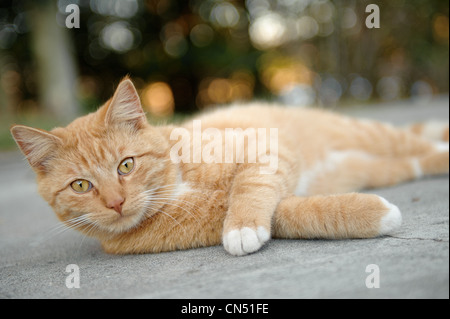 Orange tabby cat laying on ground outside looking at camera Stock Photo