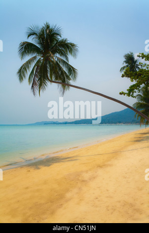A palm tree leans over a beach of golden sand . A calm smooth turquoise sea under a cloudless sky on the Thai island 'Koh Samui'