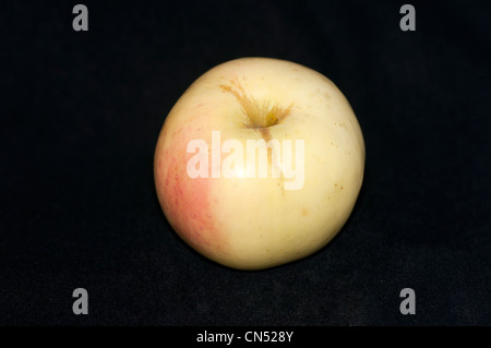 Apple cultivar, Filippa Stock Photo - Alamy
