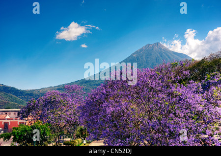 Antigua Guatemala's Central Park with Agua Volcano framed by jacaranda trees. Stock Photo