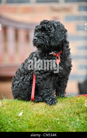 Cute black Cockapoo puppy sitting on grass in front of a bench at a dog training session with a red lead wrapped around it Stock Photo