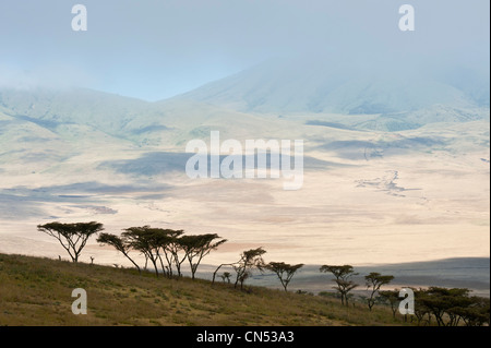 Tanzania, Arusha Region, Ngorongoro Conservation Area, listed as World Heritage by UNESCO, on the edge of the Ngorongoro Crater Stock Photo